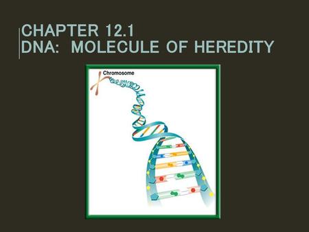 Chapter 12.1 DNA: Molecule of Heredity