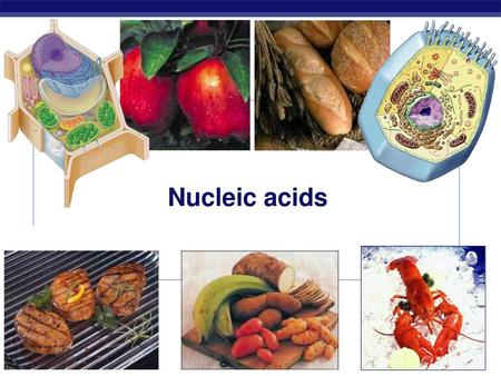 Nucleic acids 2006-2007.