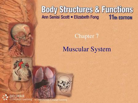 Chapter 7 Muscular System.