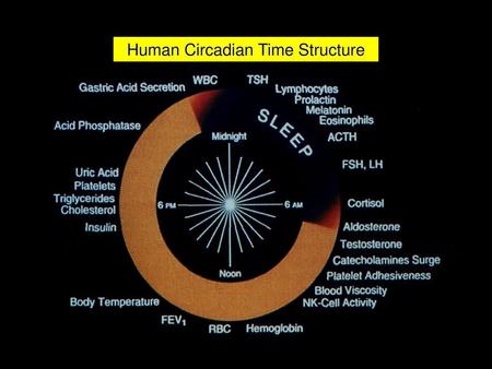 Human Circadian Time Structure