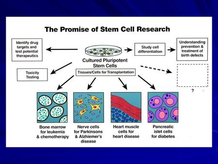 Discovery: Stem Cell Biology NIH Actions Continue infrastructure award program Characterize cell lines Stimulate more research on basic biology Train.