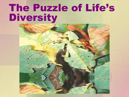 The Puzzle of Life’s Diversity