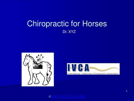 Chiropractic for Horses