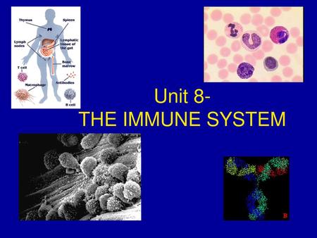 Unit 8- THE IMMUNE SYSTEM