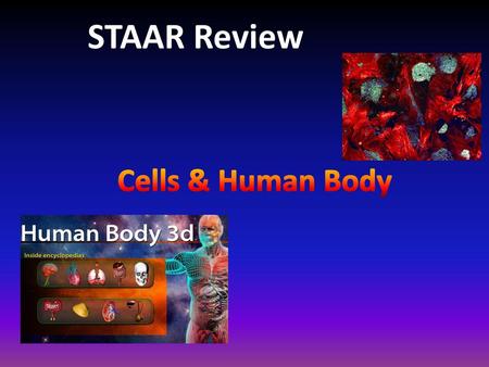 STAAR Review Cells & Human Body.