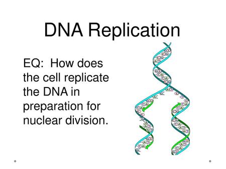 DNA Replication EQ: How does the cell replicate the DNA in preparation for nuclear division. 1.