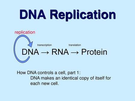 DNA Replication DNA → RNA → Protein replication
