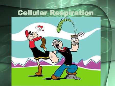 Cellular Respiration 1. g. Students know the role of the mitochondria in making stored chemical-bond energy available to cells by completing the breakdown.
