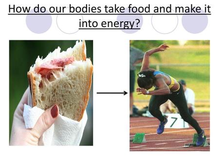 How do our bodies take food and make it into energy?