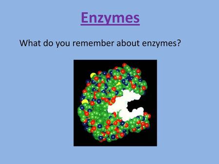 What do you remember about enzymes?