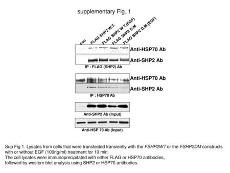 supplementary Fig. 1 Anti-HSP70 Ab Anti-SHP2 Ab
