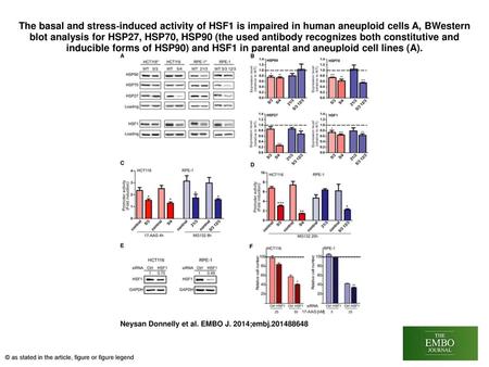 The basal and stress‐induced activity of HSF1 is impaired in human aneuploid cells A, BWestern blot analysis for HSP27, HSP70, HSP90 (the used antibody.