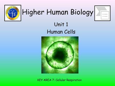 KEY AREA 7: Cellular Respiration