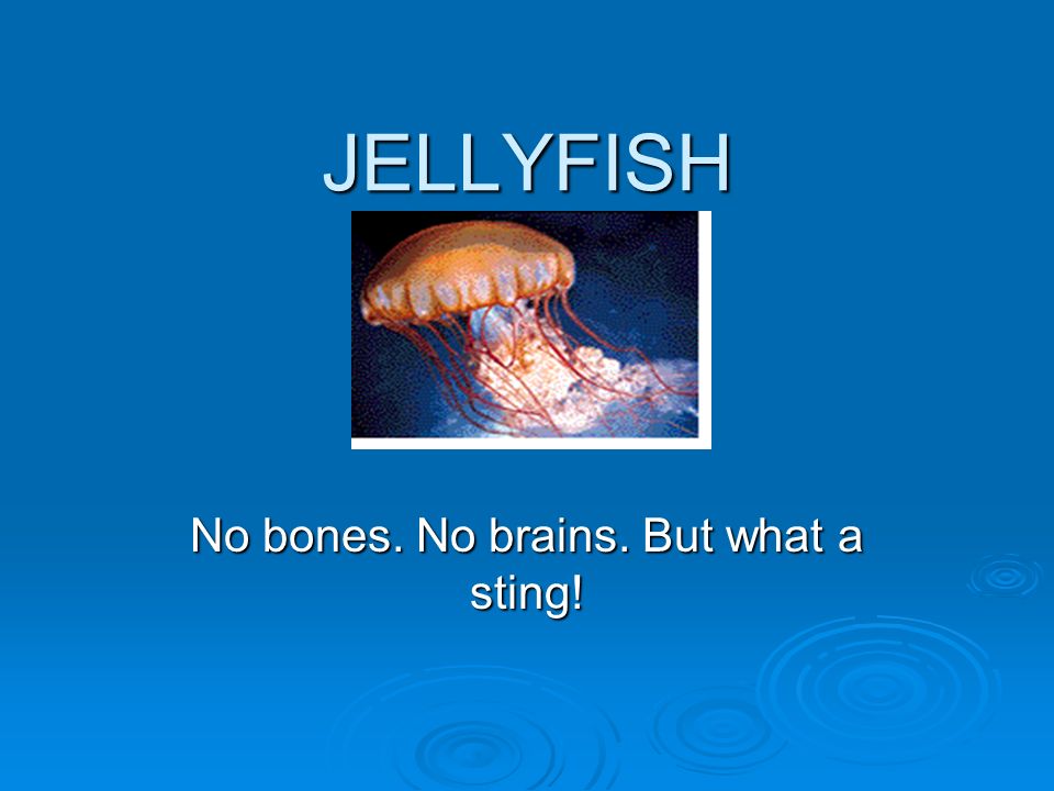 JELLYFISH No bones. No brains. But what a sting!. - ppt download