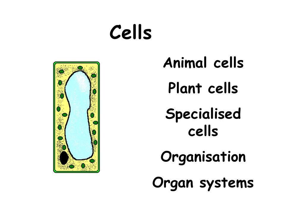 Cells Animal cells Plant cells Specialised cells Organisation - ppt video  online download