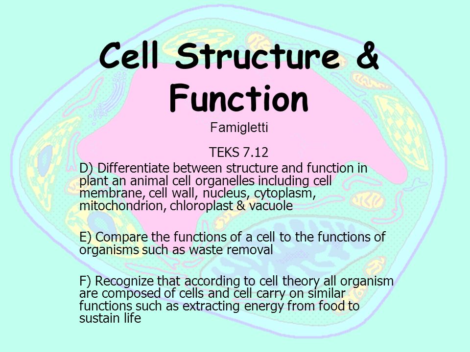 Cell Structure Function Famigletti Teks 7 12 D Differentiate Between Structure And Function In Plant An Animal Cell Organelles Including Cell Membrane Ppt Download