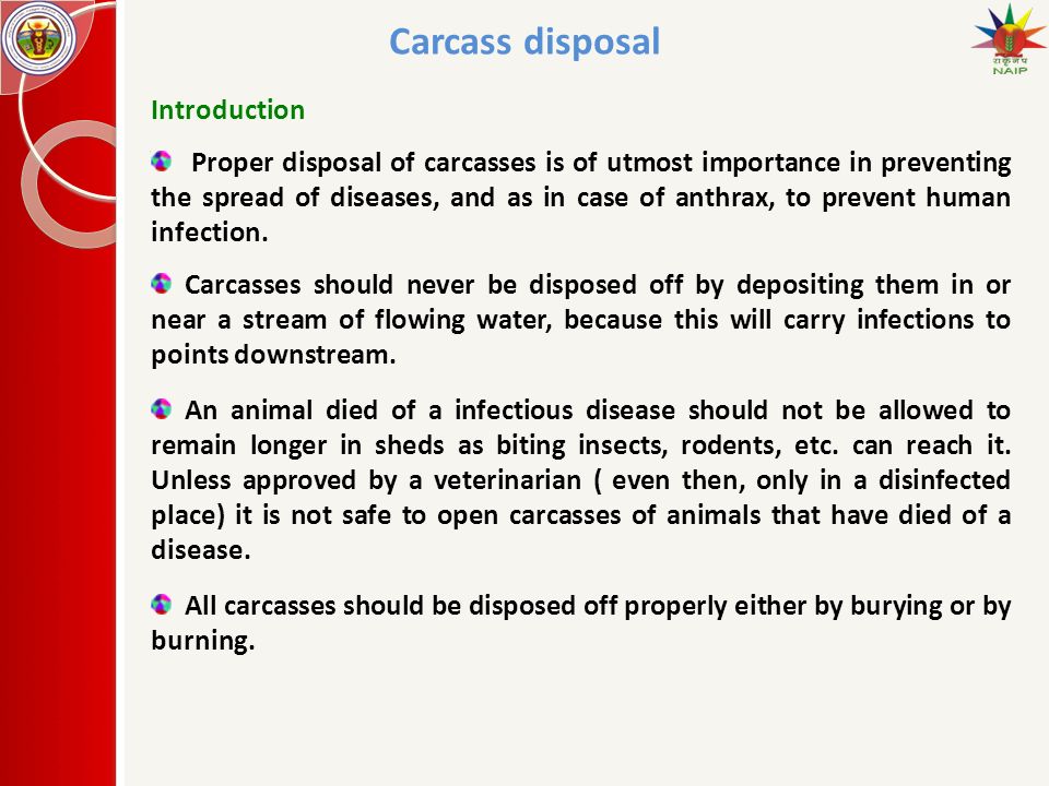Carcass disposal Introduction Proper disposal of carcasses is of utmost  importance in preventing the spread of diseases, and as in case of anthrax,  to. - ppt download