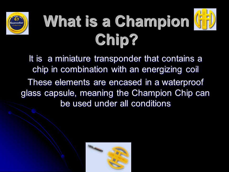 الخام معالجة انتشار champion chip - abcorientalrug.net