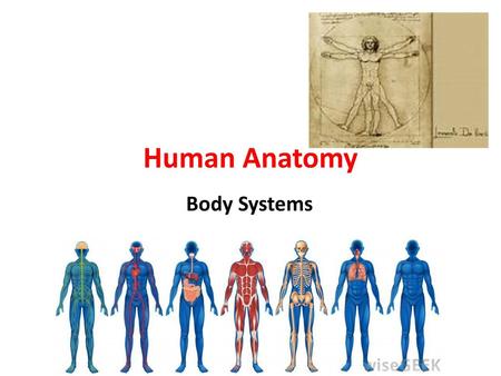 Human Anatomy Body Systems.
