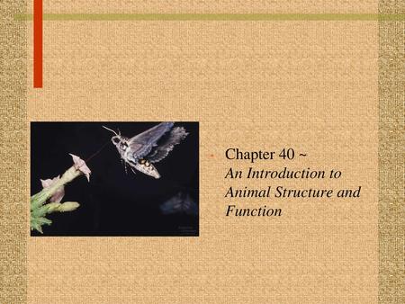 Chapter 40 ~ An Introduction to Animal Structure and Function
