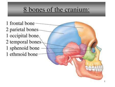 8 bones of the cranium: 1 frontal bone 2 parietal bones