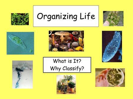 Organizing Life What is It? Why Classify?.