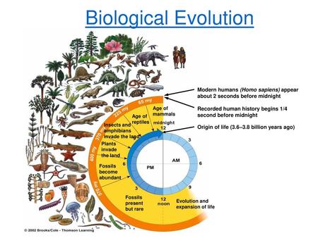 Biological Evolution Fossils present but rare