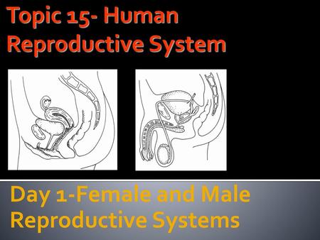 Topic 15- Human Reproductive System