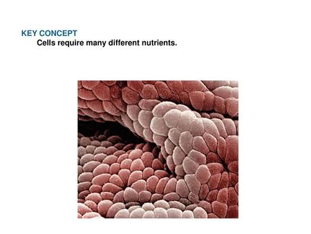 KEY CONCEPT Cells require many different nutrients.