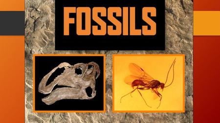 October 12th, 2016 MISSION: National Fossil Day is a celebration organized by the National Park Service to promote public awareness and stewardship of.