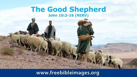 The Good Shepherd John 10:2-16 (NIRV).