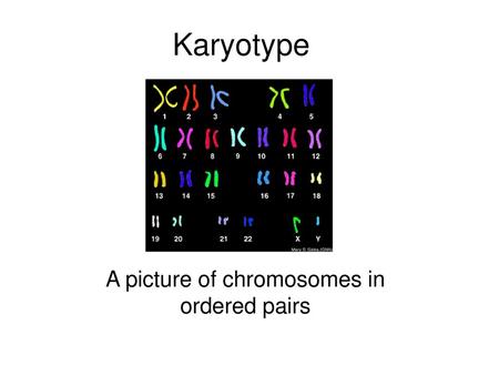 A picture of chromosomes in ordered pairs