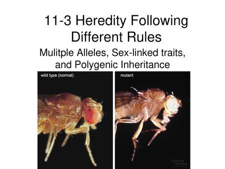 11-3 Heredity Following Different Rules