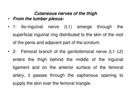 Cutaneous nerves of the thigh