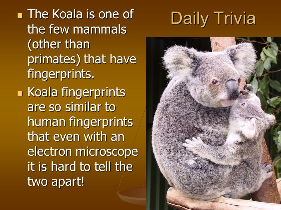 Daily Trivia The Koala Is One Of The Few Mammals Other Than Primates That Have Fingerprints The Koala Is One Of The Few Mammals Other Than Primates Ppt Download Daily Trivia The Koala Is One Of The Few Mammals Other Than Primates That Have Fingerprints The Koala Is One Of The Few Mammals Other Than Primates Ppt Download