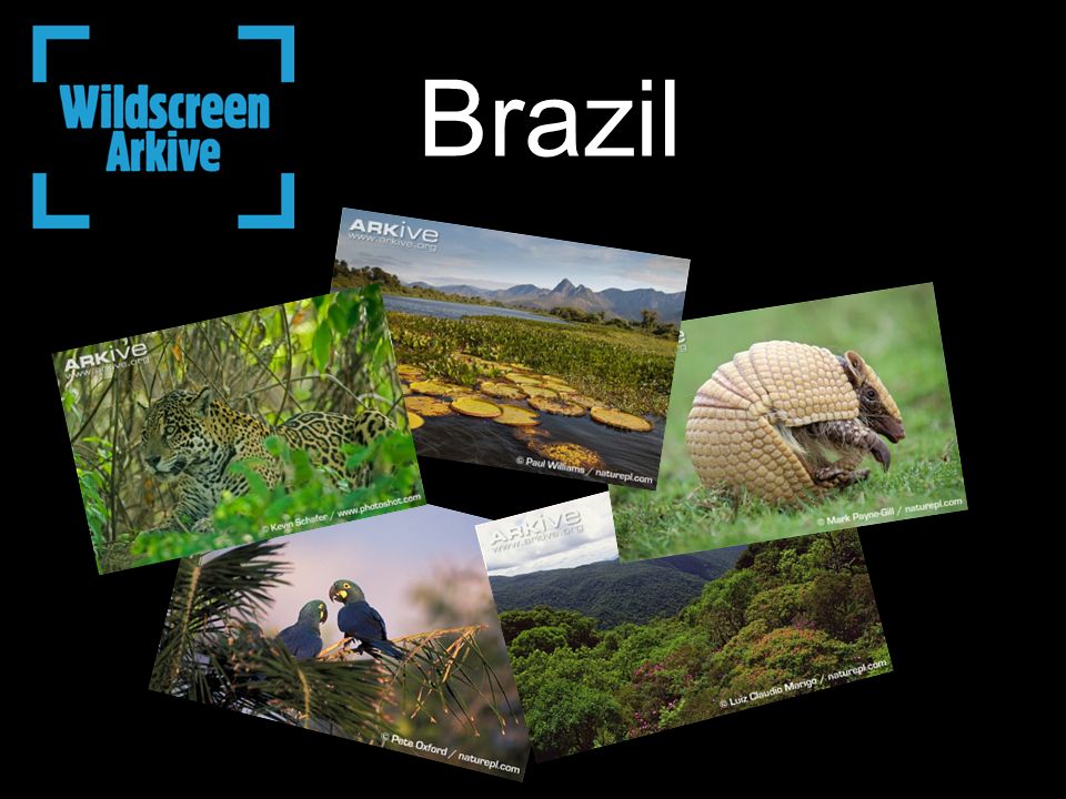 Brazil. Brazil is home to at least 103,870 animal species and between  43,000 and 49,000 plant species Each year about 700 new animal species are  discovered. - ppt download