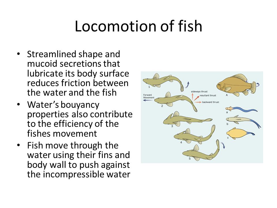 Locomotion of fish Streamlined shape and mucoid secretions that lubricate  its body surface reduces friction between the water and the fish Water's  bouyancy. - ppt video online download