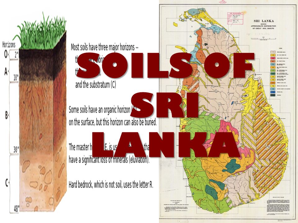 Sri Lanka Soil Map Soils Of Sri Lanka. - Ppt Video Online Download Sri Lanka Soil Map Soils Of Sri Lanka. - Ppt Video Online Download