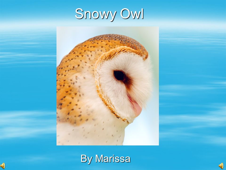 Snowy Owl By Marissa Bird  Birds have feathers.  Birds have two legs.   Birds have beaks.  Birds have two wings. - ppt download