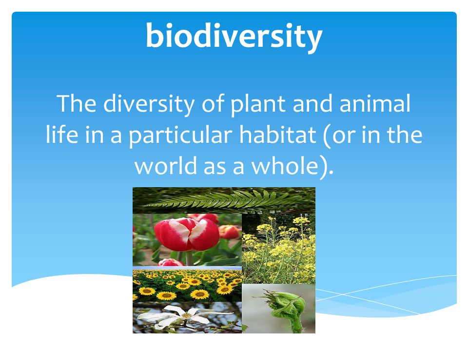 Biodiversity The diversity of plant and animal life in a particular habitat  (or in the world as a whole). - ppt download