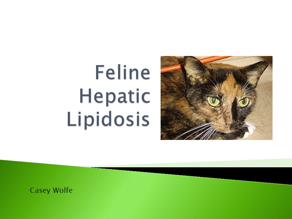 Casey Wolfe. Also know as Feline fatty liver syndrome It is one of the most common forms of liver disease in cats. Although it has no known cause ppt download