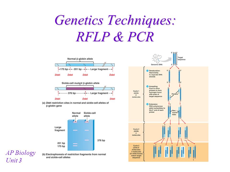 Genetics Techniques: RFLP & PCR AP Biology Unit ppt download