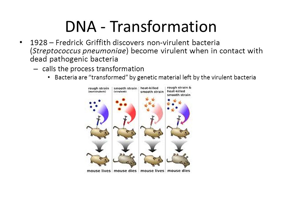 griffith bacteria