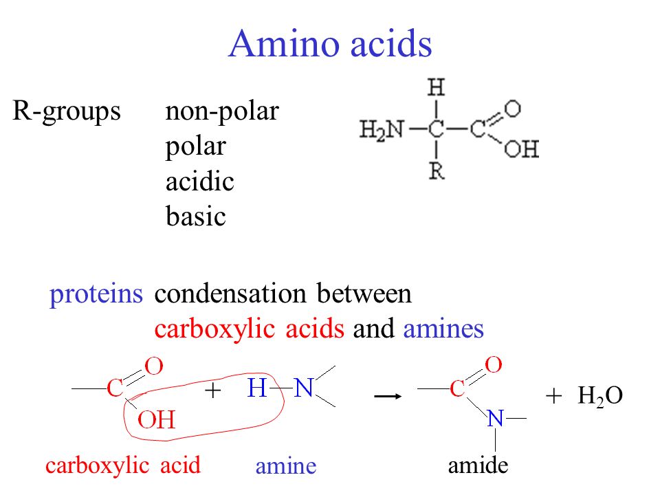 Amino acids R-groupsnon-polar polar acidic basic proteinscondensation  between carboxylic acids and amines + + H2OH2O carboxylic acid amine amide.  - ppt download