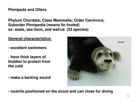 Classification and Characteristics Order Carnivora - ppt download