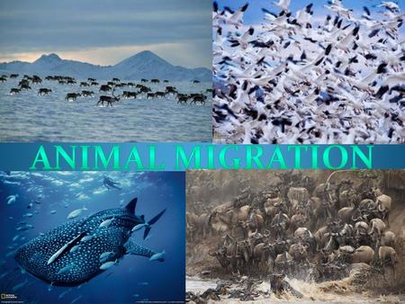 ANIMAL Migration.