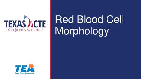 Red Blood Cell   Morphology