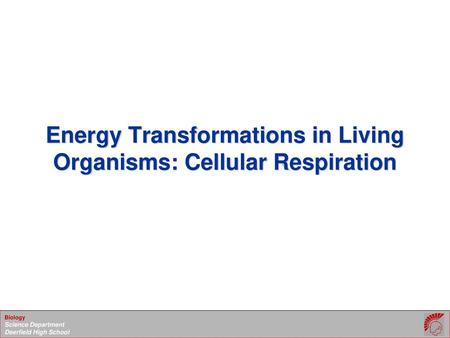 Energy Transformations in Living Organisms: Cellular Respiration