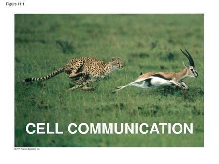 CELL COMMUNICATION Figure 11.1