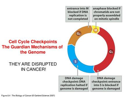Cell Cycle Checkpoints The Guardian Mechanisms of